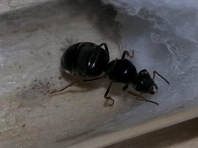 20140812_123059 (1000x750).jpg