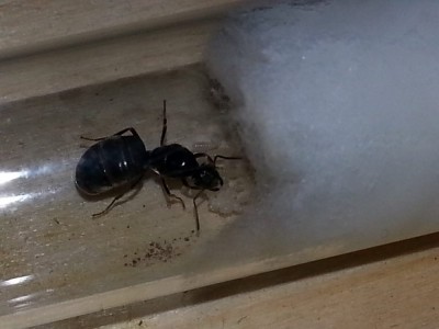 20140812_123303 (1000x750).jpg