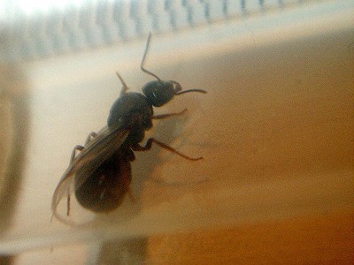 Artenbestimmung 004.jpg