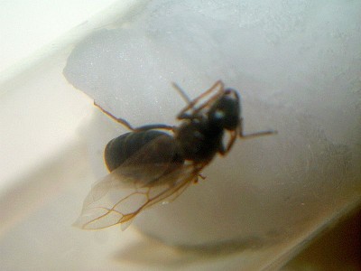 Artenbestimmung 003.jpg