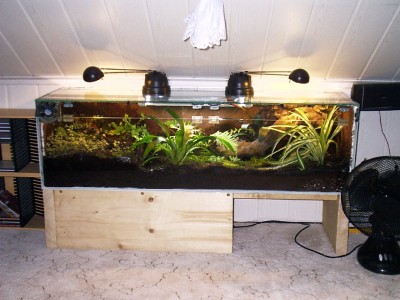 Polyrhachis dives Formikarium mit den Maßen 120*40*40 / 02.JPG 02.JPG