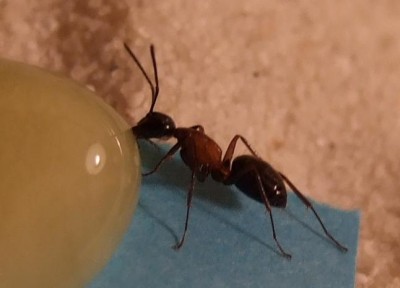 Seb mein Honigschlemmen.JPG