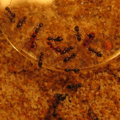 neue Ameisen.jpg