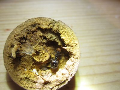 Königin 2015 Kroatien.JPG