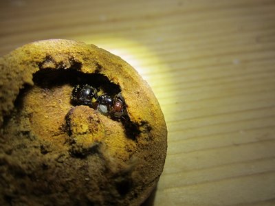 Königin Kroatien 2015-2.JPG