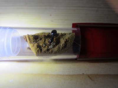 Crematogaster scutellaris06.2015.JPG