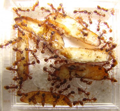 Ant-feed_02.jpg