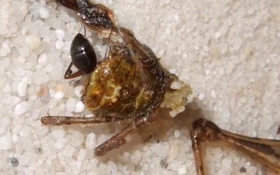 Verarbeitete Heuschrecke.JPG