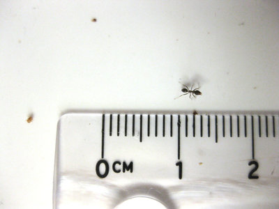 Ant2.jpg