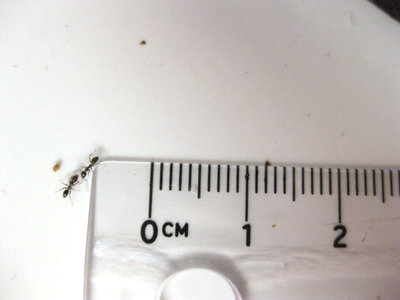 Ant3.jpg