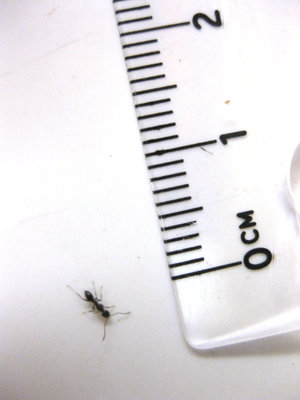 Ant4.jpg