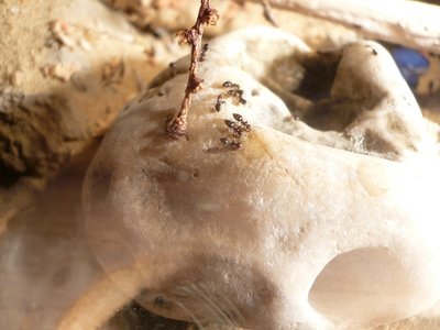 schmidti Trinkgelage (1).JPG