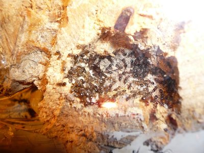 schmidti HB neu  (1).JPG