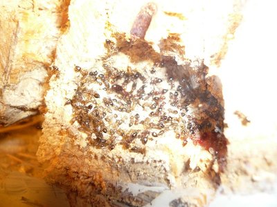 schmidti HB neu  (4).JPG