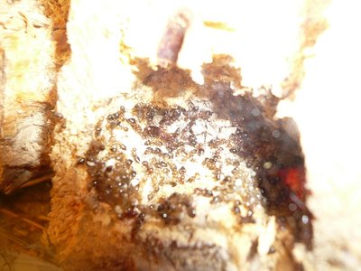 schmidti HB neu  (6).JPG