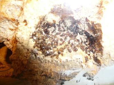 schmidti HB neu  (7).JPG