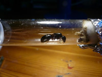 herculeanus HB neu (9).JPG