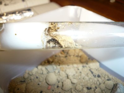 niger HB neu (4).JPG