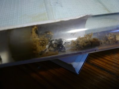 niger HB neu (5).JPG