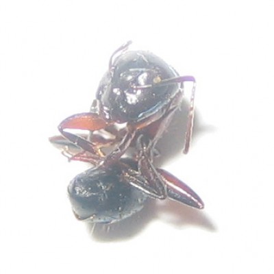 Camponotus anthrax5.jpg