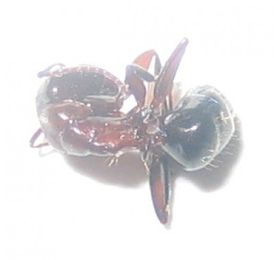 Camponotus anthrax.jpg