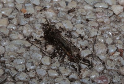 tetramorium spec.jpg