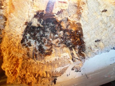 schmidti HB neu (2).JPG