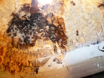 schmidti HB neu (3).JPG