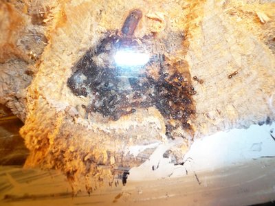 schmidti HB neu (8).JPG