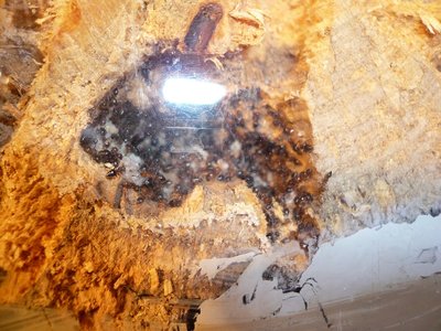 schmidti HB neu (11).JPG