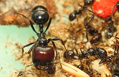 Messor barbarus Majorarbeiterin.jpg