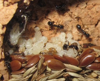 Ants 10.JPG