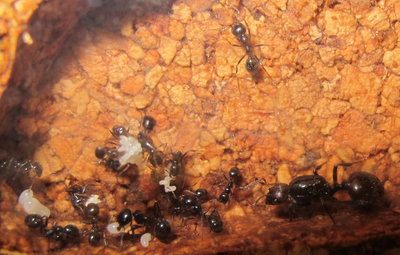 Ants 11.JPG