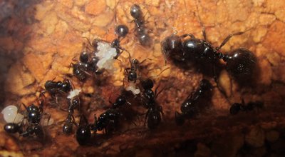 Ants 12.JPG