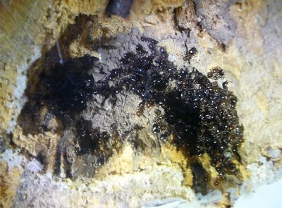 hb schmidti 208 (2).JPG