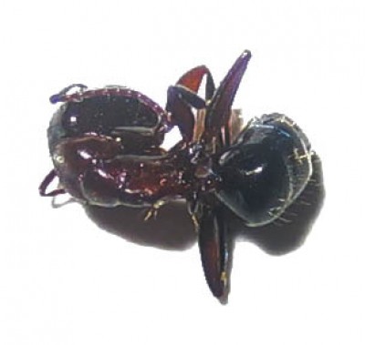 Camponotus anthrax.jpg