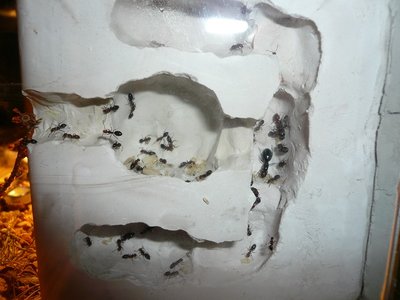 lateralis nest hb 1 (2).JPG