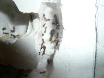 lateralis nest hb 1 (3).JPG