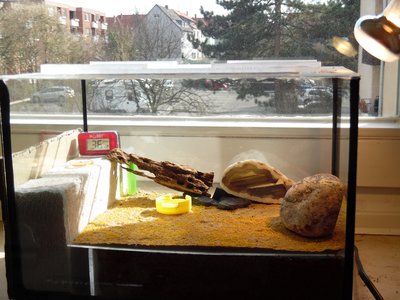 Camponotus nicobarensis 6 Monate alt. klein.jpg