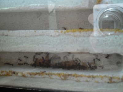 Camponotus nicobarensis 6 Monate alt. (2)klein.jpg