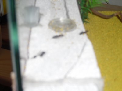 Camponotus ligniperdus 6 Monate alt. im Winterschlaf (2)klein.jpg