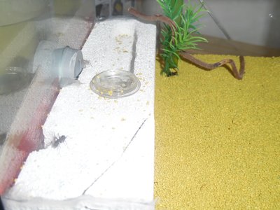 Camponotus ligniperdus 6 Monate alt. im Winterschlaf (3) klein.jpg