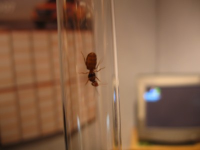 Nochmal Queen Nr.2.JPG