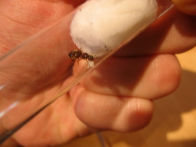 Nochmal Queen Nr.3.JPG