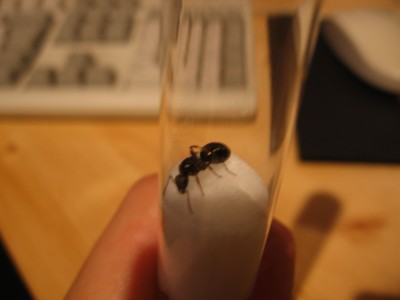 Nochmal Queen Nr. 4.JPG