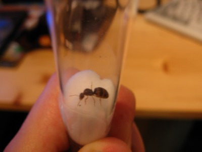 Nochmal Queen. Nr.5.JPG