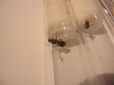 Links Queen Nr.1 ,rechts Nr.6.JPG