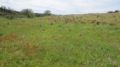 Typische Wiese zwischen einem großen Trockengebiet und einem reichhaltigem Flussufergebiet. / wiese.JPG wiese.JPG