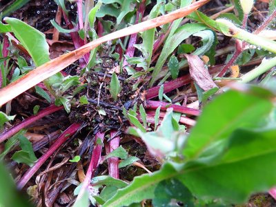 Winziges Tapinoma Nest an Pflanze. / tapioma mini.JPG tapioma mini.JPG