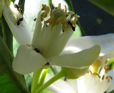 Tapinoma nigerrimum an / tapinoma blüte.JPG tapinoma blüte.JPG